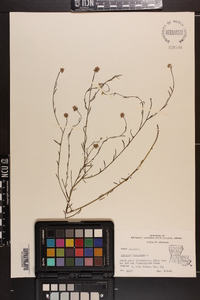 Polygala sanguinea image