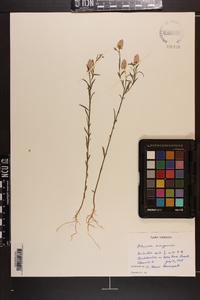 Polygala sanguinea image