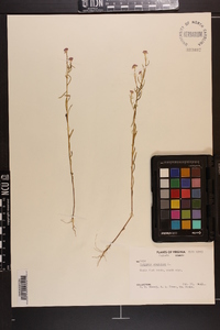 Polygala sanguinea image