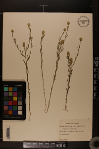 Polygala sanguinea image