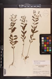 Trichostema dichotomum image