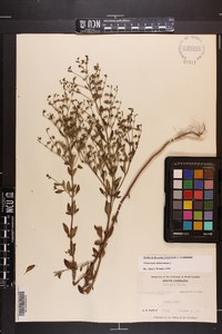 Trichostema dichotomum image