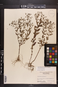 Trichostema dichotomum image