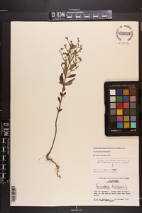 Trichostema dichotomum image