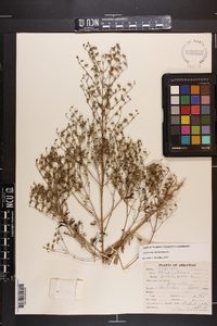 Trichostema dichotomum image