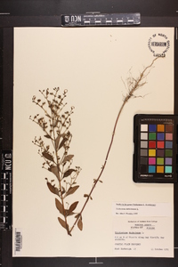 Trichostema dichotomum image