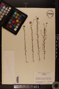 Polygala sanguinea image