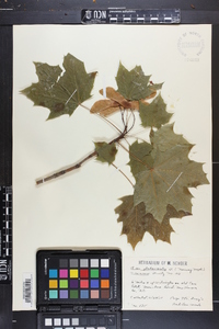 Acer platanoides image