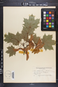 Acer platanoides image