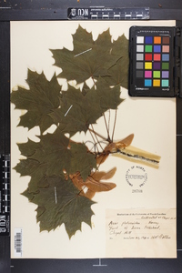 Acer platanoides image