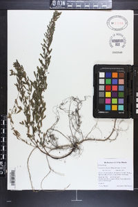 Lespedeza cuneata image