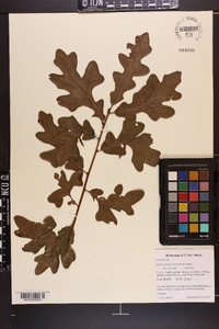 Quercus margarettae image