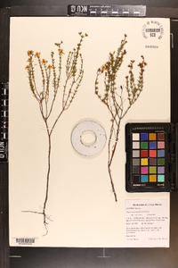 Hypericum piriai image