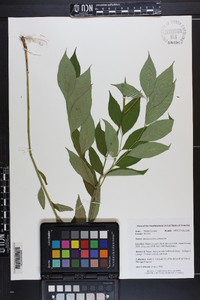 Amsonia tabernaemontana image