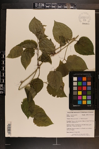 Smilax tamnoides image