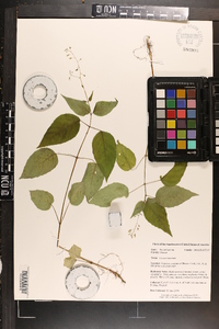 Circaea canadensis image