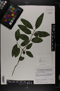 Lonicera canadensis image