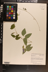 Clitoria mariana image