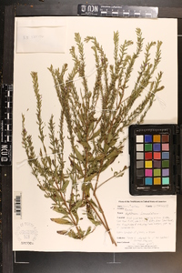 Lythrum lanceolatum image