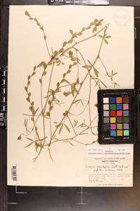 Zornia bracteata image
