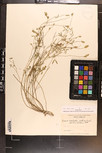 Zornia bracteata image