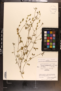 Zornia bracteata image