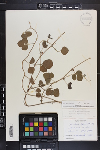 Rhynchosia difformis image