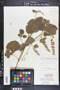 Rhynchosia latifolia image