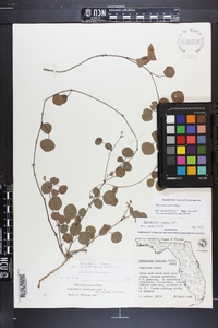 Rhynchosia cinerea image