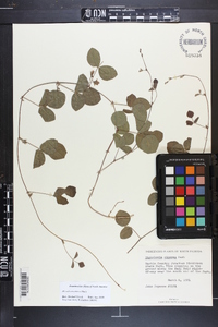 Rhynchosia cinerea image