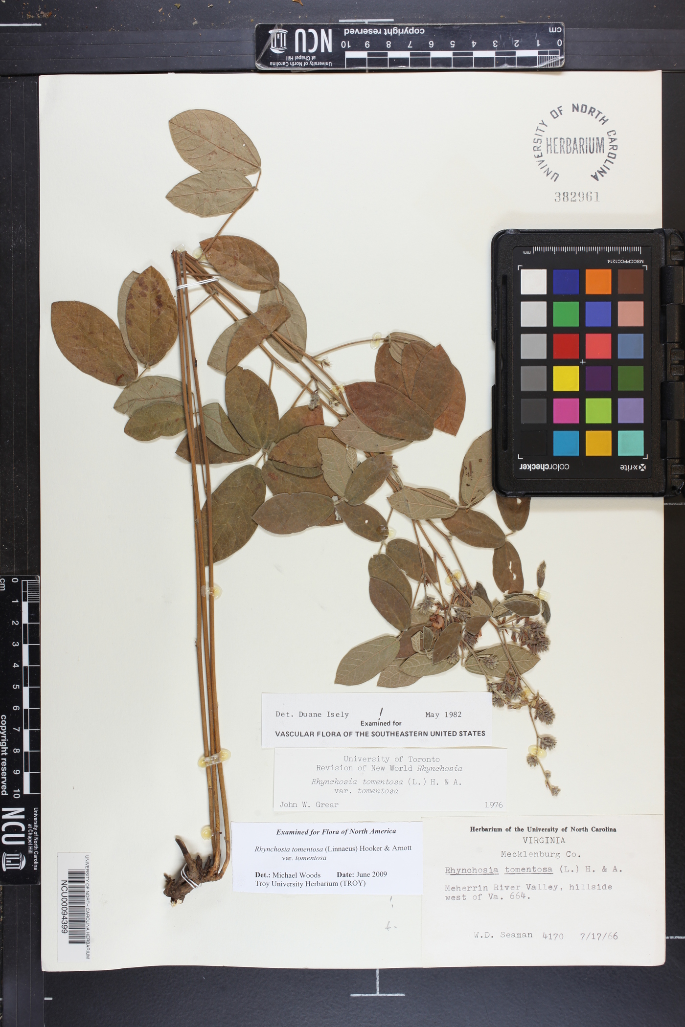 Rhynchosia tomentosa var. tomentosa image