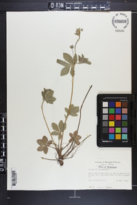 Potentilla canadensis image