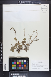 Potentilla canadensis image