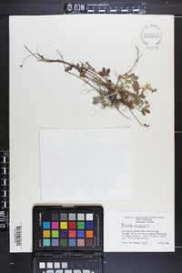 Potentilla canadensis image