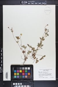 Potentilla canadensis image