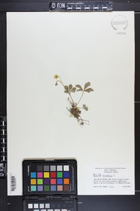 Potentilla canadensis image