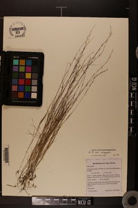 Aristida longespica image