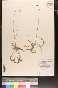 Utricularia gibba image