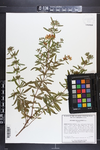 Hypericum galioides image