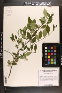 Styrax americanus image