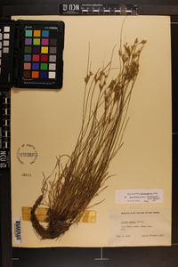 Juncus anthelatus image