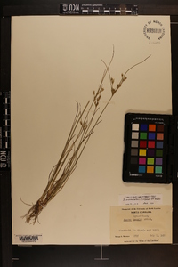 Juncus anthelatus image