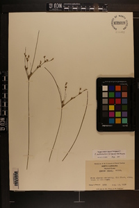 Juncus anthelatus image