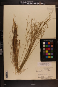 Juncus anthelatus image