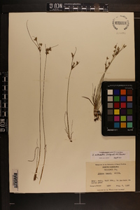 Juncus anthelatus image