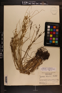 Juncus anthelatus image