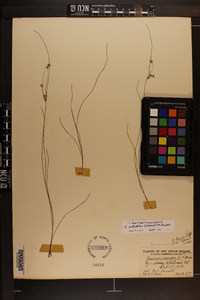 Juncus anthelatus image