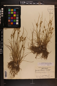 Juncus anthelatus image