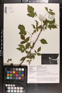 Rubus occidentalis image