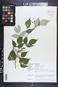 Rubus occidentalis image